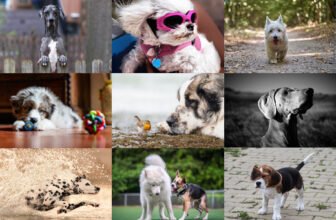 Canine capers: February's photo challenge picks of man's best friend